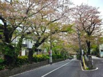 その他画像／桜坂